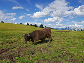 rilassante vista di bestiame al pascolo in alpeggio di montagna