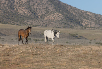 Naklejka premium Wild Horses in Spring in the Utah Desert