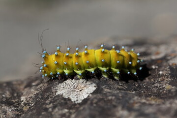 Wiener Nachtpfauenauge