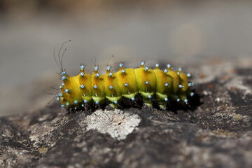 Wiener Nachtpfauenauge