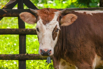 cow near a wooden fence. cow with a bell on the neck