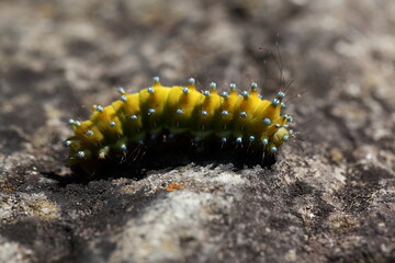 Wiener Nachtpfauenauge