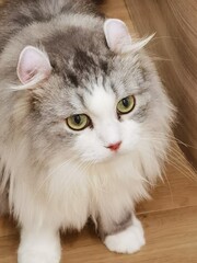 American Curls Curled Ears Cat Longhair Cats Furry Kitten Puffy Kitties Kitty 