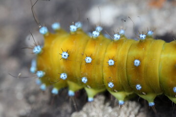 Wiener Nachtpfauenauge