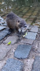 otter in the water