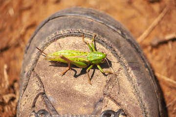 grasshopper close up. grasshopper on a boot