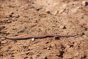 poisonous snake viper on a forest road