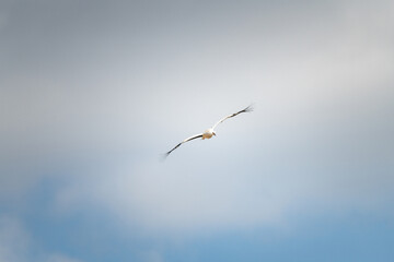The stork flies beautifully high in the sky.