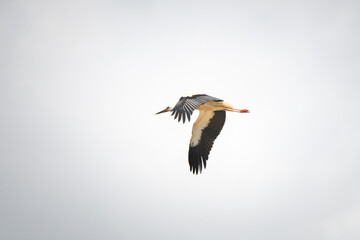 The stork flies beautifully high in the sky.