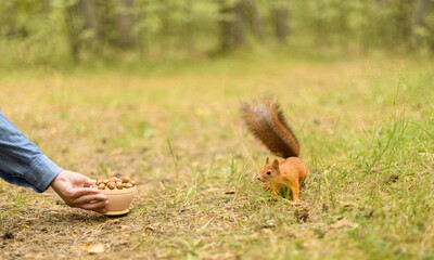 Squirrel is standing next to a bowl of hazelnuts in a forest.