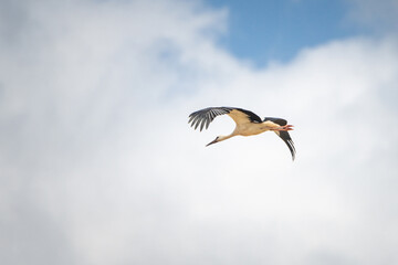 The stork flies beautifully high in the sky.