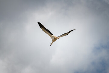 The stork flies beautifully high in the sky.