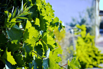 Fototapeta premium Hojas de la parra.