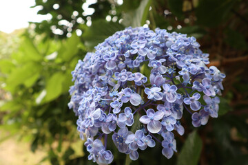 blue hydrangea flowers