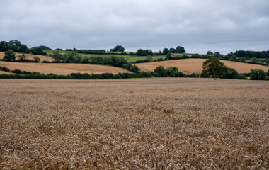 Fototapeta na wymiar Field of wheat growing near Chipping Campden in the Cotswolds, Gloucestershire UK. Rolling Cotswold hills in the distance. Photographed on a cloudy August day.
