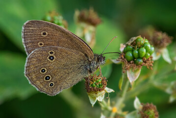 Ringlet butterfly - Aphantopus hyperantus, beautiful brown butterfly from European meadows and steppes, Zlin, Czech Republic.