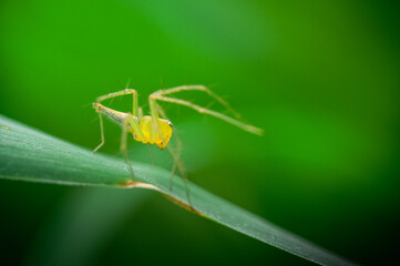 spider on a leaf