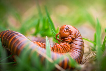 caterpillar on grass