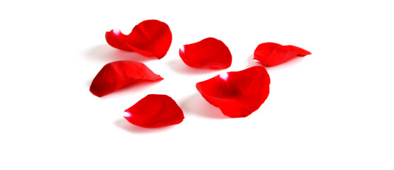 Rose Petals on White Background