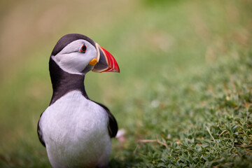 puffin standing on a rock cliff . fratercula arctica