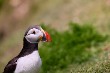 puffin standing on a rock cliff . fratercula arctica