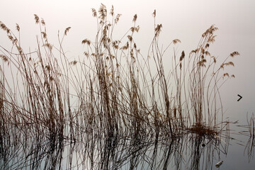Misty morning by the river