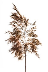 Fototapeta premium Grass with beads of dew