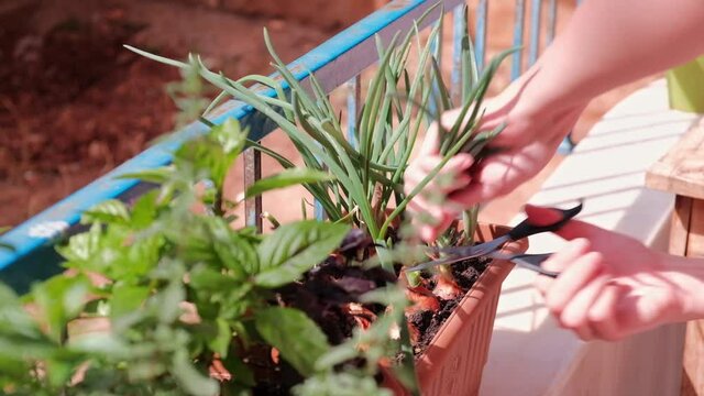 Hands of woman cutting scallion from flower pots