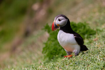 puffin standing on a rock cliff . fratercula arctica