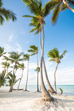 Coconut palm trees an pristine bounty beach