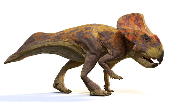 Protoceratops, dinosaur from the Late Cretaceous period, isolated on white background
