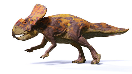Protoceratops, running dinosaur from the Late Cretaceous period, isolated on white background