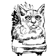 Hand drawn ink illustration with cat sitting. 