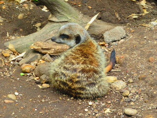 Obraz premium Suricate