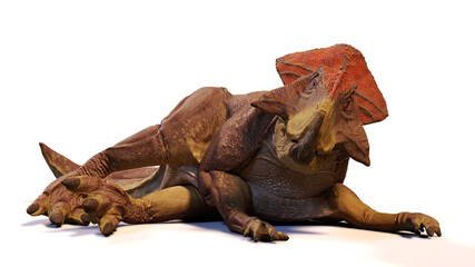 Protoceratops, resting dinosaur from the Late Cretaceous period, isolated on white background
