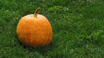 photo of a pumpkin with space for text. orange pumpkin on green grass