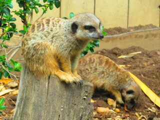 Suricate