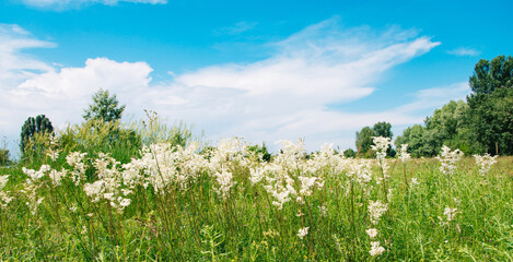 Meadowsweet, or Labaznik (lat. Filipéndula) is a genus of perennial grasses of the Rosaceae family. Meadow on a sunny summer day.	