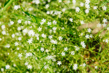 Common chickweed (Stellaria media) with small white flowers	