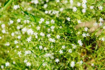 Fototapeta na wymiar Common chickweed (Stellaria media) with small white flowers 
