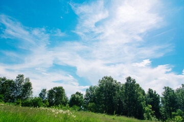 Summer meadow with large trees with fresh green leaves. Sunny day.	