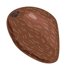 Coconut illustration. Realistic object on an isolated background. Tropical palm nut.