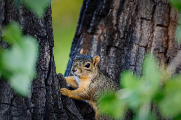 squirrel on a tree