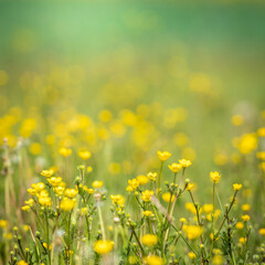 Beautiful view of a countryside with flower meadows and green hills in background. Spring in the country with nature all around. Outdoors, summer, natural, concept. Crocodile view of yellow flowers.