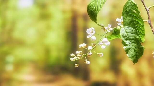 Bird-cherry flower blooming time lapse. Black background 