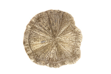 Macro mineral stone Pyrite Dollar on a white background