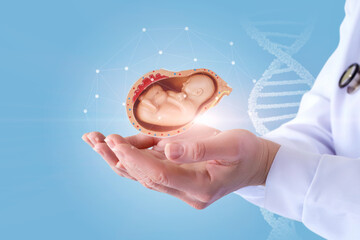Doctor hands shows the embryo of a child .