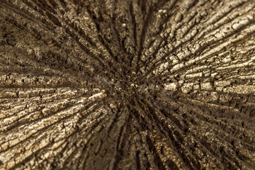 Macro mineral stone Pyrite Dollar on a white background