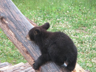 Fototapeta premium Ours noir