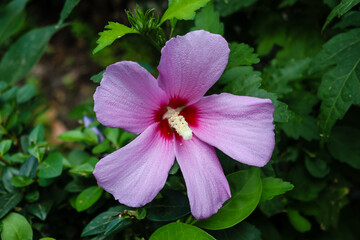 flower of the plant called hibiscus syriacus